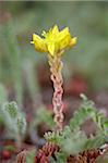 Wormleaf stonecrop (yellow stonecrop) (Sedum stenopetalum), Weston Pass, Pike and San Isabel National Forest, Colorado, United States of America, North America