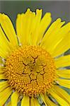 Alter Mann des Berges oder Alpine Sonnenblume (Hymenoxys Grandiflora), Mount Evans, Colorado, Vereinigte Staaten von Amerika, Nordamerika