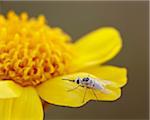 Apolysis fly on stemless woollybase (Hymenoxys acaulis), Canyon Country, Utah, United States of America, North America