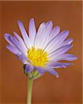 Utah daisy (Erigeron utahensis), Canyon Country, Utah, United States of America, North America