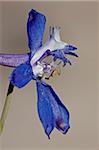 Larkspur Anderson (Delphinium andersonii), Canyon Country, Utah, États-Unis d'Amérique, l'Amérique du Nord