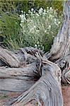 Fremont's Peppergrass (Lepidium Fremontii) hinter einem verwitterten Wacholder Stamm, Arches Nationalpark, Utah, Vereinigte Staaten von Amerika, Nordamerika