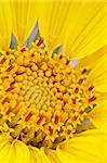 Detail der Blüte eine grobe Mulesears (Wyethia Scabra), Arches Nationalpark, Utah, Vereinigte Staaten von Amerika, Nordamerika