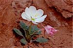 Nain onagre (touffetée evening-primrose) (blanc à touffeter evening-primrose) (matin-lily) (usine de mouchoir) (Oenothera caespitosa), Parc National des Arches, Utah, États-Unis d'Amérique, l'Amérique du Nord