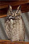 Great horned owl (Bubo virginianus), Whitewater Draw Wildlife Area, Arizona, United States of America, North America