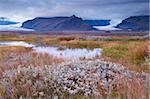 Arktische Pflanzen im Herbst in Skaftafell-Nationalpark, Mount Hafrafell und Svinafellsjokull-Gletscher in der Ferne, Südost-Island (Austurland), Island, Polarregionen