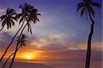 Palmiers et la mer au coucher du soleil, Maldives, océan Indien, Asie