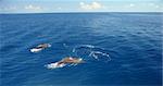 Dauphins nager dans Maldives, océan Indien, Asie