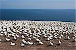 Northern gannet colony, Ile Bonaventure offshore of Perce, Quebec, Canada, North America