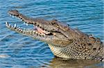 Saltwater crocodile in Punta Sur Park, Isla de Cozumel (Cozumel Island), Cozumel, off the Yucatan, Quintana Roo, Mexico, North America