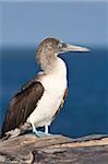 Booby pied bleu (Sula nebouxii), Isla de Lobos Isla San Cristobal (île de San Cristobal), Islas Plaza (Plaza island), aux îles Galapagos, patrimoine mondial de l'UNESCO, Equateur, Amérique du Sud