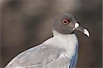 Swallow-tailed Gull (Creagrus furcatus), Islas Plaza (Plaza island), Galapagos Islands, Ecuador, South America