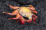 Sally lightfoot crabe (Grapsus grapsus), Point Cormorant, Isla Santa Maria (île Floreana), aux îles Galapagos, Equateur, Amérique du Sud