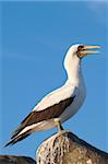 Nazca Booby (Sula dactylatra), Suarez Point, Isla Espanola (île de la hotte), aux îles Galapagos, patrimoine mondial de l'UNESCO, Equateur, Amérique du Sud