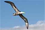 Albatros (Phoebastria Irrorata), winkte Suarez Point, Isla Espanola (Hood Island), Galapagos-Inseln, Ecuador, Südamerika