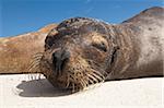 Lion de mer de Galapagos (Zalophus wollebaeki), Gardner Bay, Isla Espanola (île de la hotte), aux îles Galapagos, patrimoine mondial de l'UNESCO, Equateur, Amérique du Sud