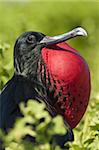 Great frigate bird (Sula nebouxii), Isla Lobos off Isla San Cristobal (San Cristobal Island), Galapagos Islands,UNESCO World Heritage Site, Ecuador, South America