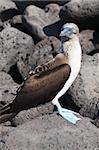 Fou de pied bleu (Sula nebouxii), Isla San Cristobal (île de San Cristobal), aux îles Galapagos, l'UNESCO World Heritage Site, Equateur, Amérique du Sud au large de Lobos d'Isla