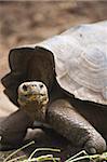 Giant tortoise (Geochelone nigra) at the Galapaguera de Cerro Colorado, tortoise breeding center, Isla San Cristobal (San Cristobal Island), Galapagos Islands, UNESCO World Heritage Site, Ecuador, South America