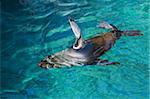 Fur sea lion, (Arctocephalus galapagoensis), Port Egas (James Bay), Isla Santiago (Santiago Island), Galapagos Islands, UNESCO World Heritage Site, Ecuador, South America