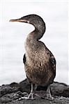 Flightless cormorant (Phalacrocorax harrisi), Espinosa Point, Isla Fernandina (Fernandina Island), Galapagos Islands, UNESCO World Heritage Site, Ecuador, South America