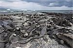 Iguane marin (Amblyrhynchus cristatus), Point Espinosa, Isla Fernandina (Île Fernandina), aux îles Galapagos, patrimoine mondial de l'UNESCO, Equateur, Amérique du Sud