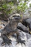 Marine iguana (Amblyrhynchus cristatus), Espinosa Point, Isla Fernandina (Fernandina Island), Galapagos Islands, UNESCO World Heritage Site, Ecuador, South America