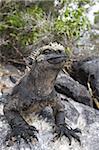 Marine iguana (Amblyrhynchus cristatus), Espinosa Point, Isla Fernandina (Fernandina Island), Galapagos Islands, UNESCO World Heritage Site, Ecuador, South America