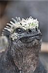 Iguane marin (Amblyrhynchus cristatus), Point Espinosa, Isla Fernandina (Île Fernandina), aux îles Galapagos, patrimoine mondial de l'UNESCO, Equateur, Amérique du Sud