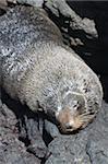 Fourrure de lion de mer, Port Egas (baie James), Isla de Santiago (île de Santiago), aux îles Galapagos, Equateur, Amérique du Sud