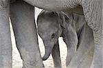 Veau d'éléphant bébé âgé de deux mois avec mère éléphant, Parc National de Kaziranga, en Assam, Inde, Asie