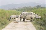 Indian white rhinoceros and calf emerging from elephant grass in Kaziranga National Park, Assam, India, Asia