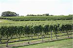 Vineyard of Winery, The Hamptons, Long Island, New York,  United States of America, North America