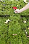 All-Souls day in a graveyard, Paris, France, Europe