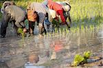 Agriculteurs à planter le riz, Siem Reap, Cambodge, Indochine, Asie du sud-est, Asie