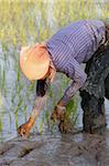 Woman planting rice, Siem Reap, Cambodia, Indochina, Southeast Asia, Asia