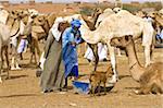 Men trading camels at the camel market of Nouakchott, Mauritania, Africa