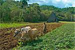 Farmer with oxen cultivating the land for tobacco crops, Vinales, Cuba, West Indies, Caribbean, Central America