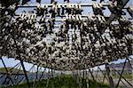 Stockfish, dried cod, hanging on wooden racks called flakes or hjell, on the seashore, Vesteralen archipelago, Troms Nordland county, Norway, Scandinavia, Europe