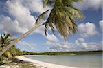 Palm tree and sandy beach in Sun Bay in Vieques, Puerto Rico, West Indies, Caribbean, Central America