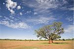 Arbre solitaire entouré d'une termitière, Namibie, Afrique