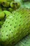 Soursop (Annona muricata), a fruit grown in the Caribbean, Central America