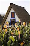 Bird of Paradise flowers bloom in front of a traditional thatched Palheiro A-frame house in the town of Santana, Madeira, Portugal, Europe