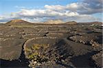 Semi-circles of lava rock to protect crops from the strong winds in the harsh volcanic landscape of Timanfaya National Park, Lanzarote, Canary Islands, Spain, Atlantic Ocean, Europe