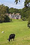 Vaches paissent sur les Prairies qui entourent Pitchford Hall, une maison à colombages élisabéthaine, Shropshire, Angleterre, Royaume-Uni, Europe