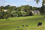 Vaches paissent sur les Prairies qui entourent Pitchford Hall, une maison à colombages élisabéthaine, Shropshire, Angleterre, Royaume-Uni, Europe