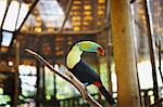 Toucan dans Zoo, Costa Rica