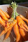 Gros plan des carottes, Portor, Aust-Agder, ouest de la Norvège, Norvège