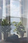 Window with Potted Plants, Farsund, Vest-Agder, Norway