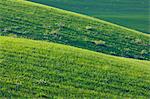 Hilly Wheat Field near Ronda, Malaga Province, Andalusia, Spain